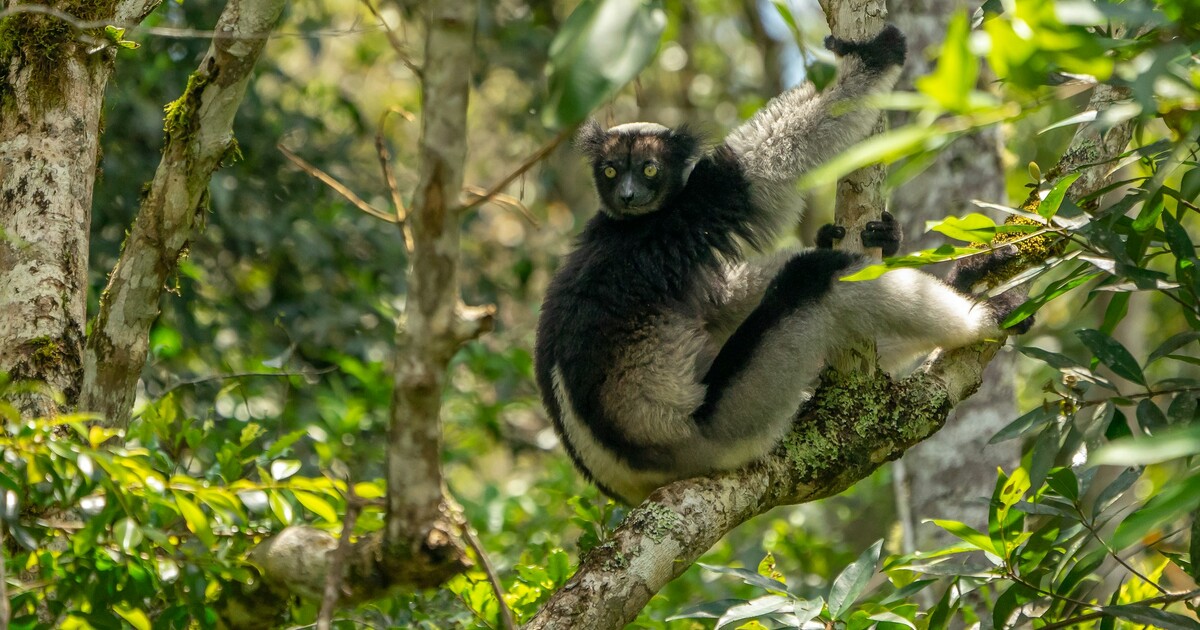 Inside Andasibe-Mantadia: A Conservation Success Story for the Indri