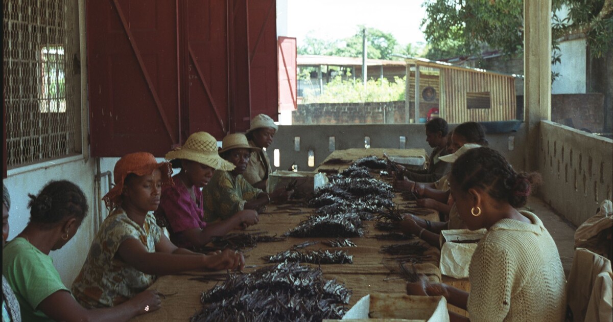 Madagascar Vanilla Renaissance: How Smallholder Farmers Are Reclaiming Global Markets